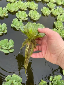 جل کھنبی Water lettuce Pistia stratiotes जलकुंभि