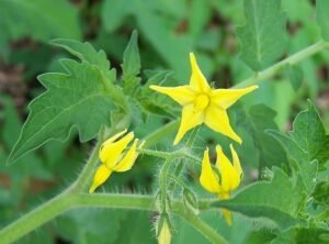 ٹماٹر Tomato Solanum lycopersicum टमाटर