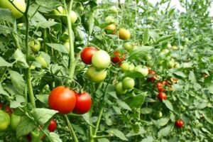 ٹماٹر Tomato Solanum lycopersicum टमाटर