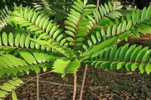 ٹونگ کٹ علی Tongkat Ali eurycoma longifolia टोंगकट अली