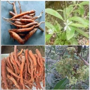 ٹونگ کٹ علی Tongkat Ali eurycoma longifolia टोंगकट अली