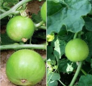 ٹینڈے Round gourd Praecitrullus fistulosus टिंडा