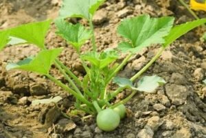 ٹینڈے Round gourd Praecitrullus fistulosus टिंडा