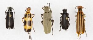 Hycleus spp Blister Beetle छाले वाली मक्खी 