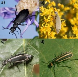 Hycleus spp Blister Beetle छाले वाली मक्खी 
