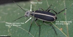 Hycleus spp Blister Beetle छाले वाली मक्खी 