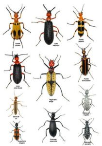 Hycleus spp Blister Beetle छाले वाली मक्खी 