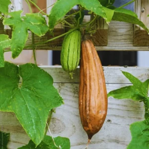 Towel gourd Luffa acutangula तुरई