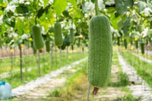 Towel gourd Luffa acutangula तुरई