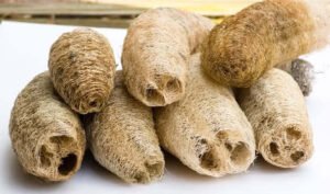 Towel gourd Luffa acutangula तुरई