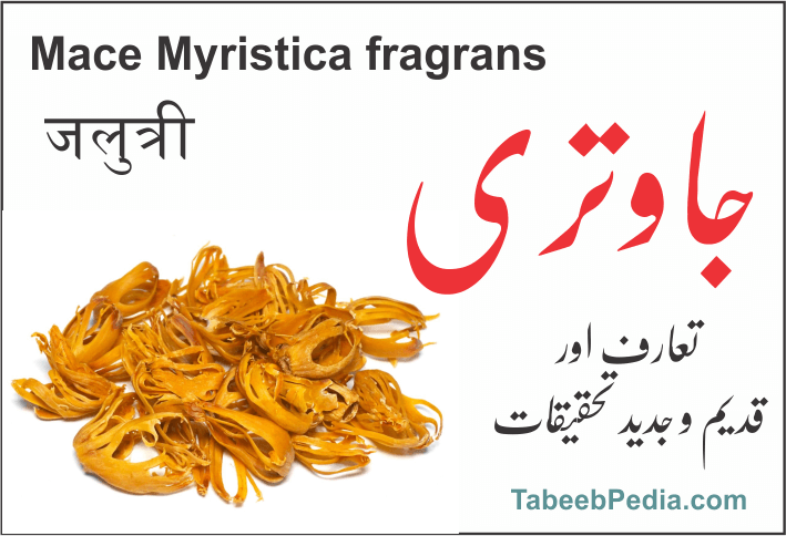 جاوتری / جلوتری