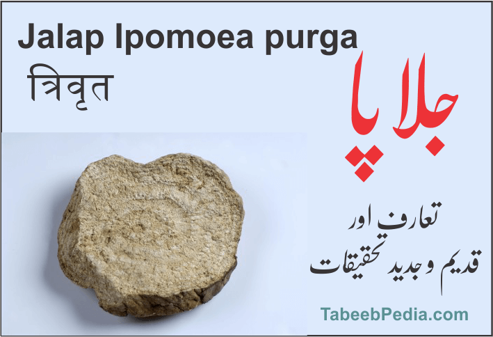 جلاپا