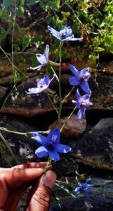جدوار Larkspur Delphinium denudatum जदवार