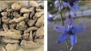 جدوار Larkspur Delphinium denudatum जदवार