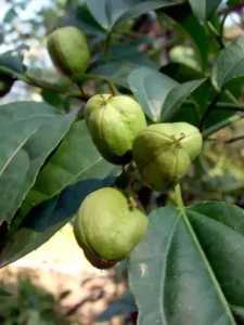 جمال گوٹہ Purging croton Croton tiglium जमालगोटा