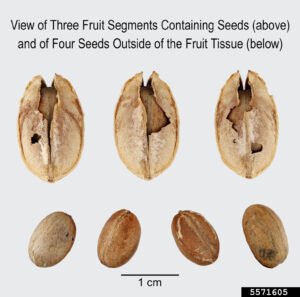 جمال گوٹہ Purging croton Croton tiglium जमालगोटा
