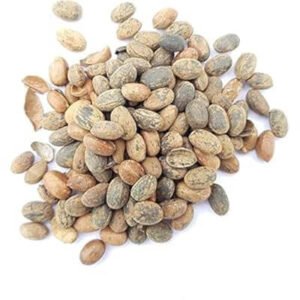 جمال گوٹہ Purging croton Croton tiglium जमालगोटा