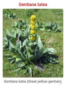 جنطیانہ Gentian Gentiana इंडियन जैंशन