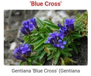 جنطیانہ Gentian Gentiana इंडियन जैंशन