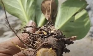 جنطیانہ Gentian Gentiana इंडियन जैंशन