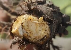 جنطیانہ Gentian Gentiana इंडियन जैंशन