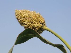 جوار Jowar Sorghum ज्वार