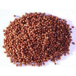 جوار Jowar Sorghum ज्वार