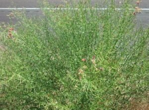 جوانسہ Camelthorn Alhagi camelorum जवासा