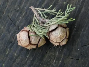 جوز سرو Cypress cone Cupressus sempervirens सरू का पेड़