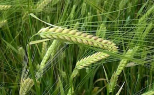 جو Barley Hordeum vulgare जौ