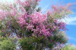 جھاو salt cedar Tamarix aphylla झाओ, एथेल