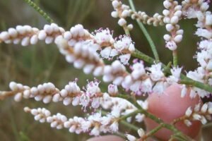 جھاو salt cedar Tamarix aphylla झाओ, एथेल