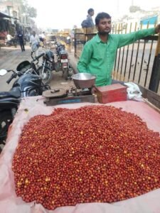 جھڑ بیری جنگلی بیر Wild jujube Ziziphus nummularia झड़बेरी