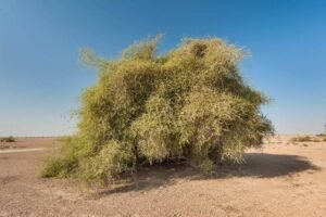 جھڑ بیری جنگلی بیر Wild jujube Ziziphus nummularia झड़बेरी