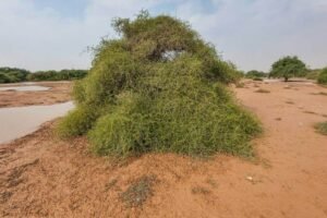 جھڑ بیری جنگلی بیر Wild jujube Ziziphus nummularia झड़बेरी