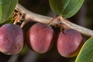 جھڑ بیری جنگلی بیر Wild jujube Ziziphus nummularia झड़बेरी