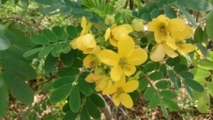 چاسکو چاکسو Cassia absus seeds Chamaecrista absus चकसू