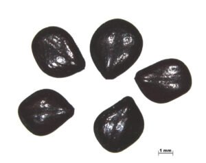 چاسکو چاکسو Cassia absus seeds Chamaecrista absus चकसू