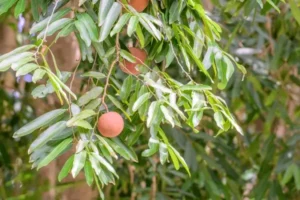 چال مونگرا Chaulmoogra Hydnocarpus wightianus चोलमो_ग्र