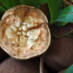 چال مونگرا Chaulmoogra Hydnocarpus wightianus चोलमो_ग्र