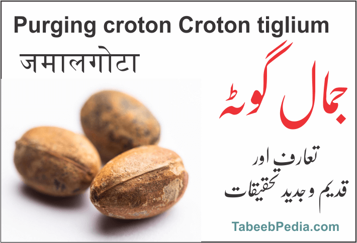 جمال گوٹہ