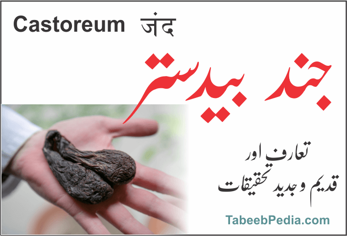 جند بید ستر