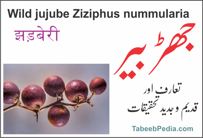 جھڑ بیری / جنگلی بیر