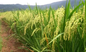 چاول Rice Oryza sativa चावल