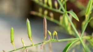 چرائتہ Swertia chirayita कड़वा चिरायता