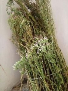 چرائتہ Swertia chirayita कड़वा चिरायता