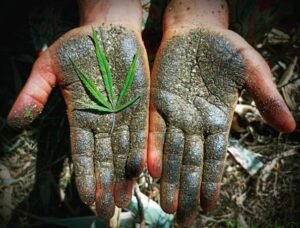 چرس Charas Cannabis indica चरस