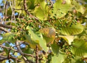 چرونجی Cuddapah Almond Buchanania lanzan चिरौंजी