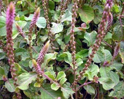 چرچٹہ prickly chaff achyranthes aspera अपामार्ग