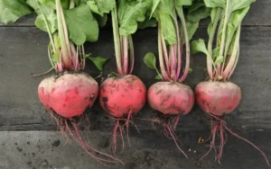 چقندر beetroot beta vulgaris चुकंदर